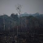 Santander, BNDES back Mombak reforestation, drawing on Brazil climate fund