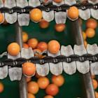 PepsiCo, Absa Back South Africa Farmers’ Online Marketplace