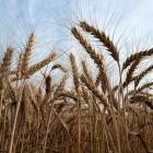 World’s First GMO Wheat Gets ‘More Real’ After US Approval