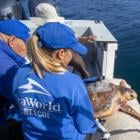 Loggerhead Sea Turtle Released Off San Diego Coast Following Months of Rehabilitation