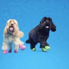 BARK and Crocs Unleash Highly Anticipated Crocs for Dogs