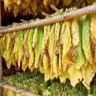 A Closer Look At British American Tobacco (Malaysia) Berhad's (KLSE:BAT) Impressive ROE