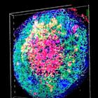 Liver Organoid Breakthrough: Generating Organ-Specific Blood Vessels