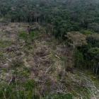 Alternative-Investment Firm Launches Brazil Reforestation Fund