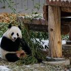 Panda mania: How these bears drive zoo visits and wildlife conservation efforts