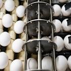 There’s a National Egg Crisis, and One Company Is Making a Lot of Money