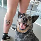 BARK Celebrates National Dog Day with Third Annual Tattoo Contest, Awarding Humans with Ink Inspired By Their Dogs