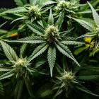 Is SNDL Inc. (SNDL) the Best Marijuana Stock to Buy According to Hedge Funds?