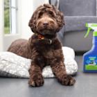 Launch of Innovative ADAMS™ Plant-Based, EPA-Approved Flea and Tick Spray Marks 50 Years of Trusted Pet Care