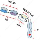 Preliminary Results of Qilu Pharmaceutical's Phase Ia Study on GPRC5D/CD3-Targeting Bispecific Antibody QLS32015 Unveiled at 2024 ASH Annual Meeting