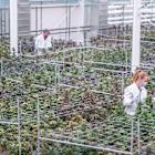 Higher Returns with Aurora Cannabis – Initiation Report