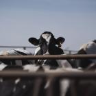 California Milk Output Down 9% in November on Bird Flu Outbreak