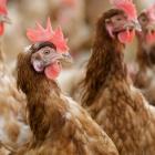 Post Holdings Reports Bird Flu Among Third-Party Poultry Flocks