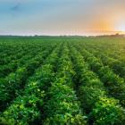 4 Agriculture Stocks to Harvest Gains Before the Year Ends