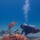 Tēnaka Partners with Orange Business to Scale Its Coral Reef Restoration Program