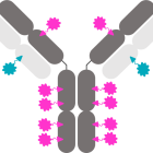 Sutro Biopharma Highlights Next-Generation ADC Innovation and Near-term Pipeline at Research Forum