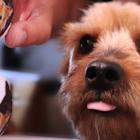 Is Now The Time To Put Freshpet (NASDAQ:FRPT) On Your Watchlist?