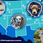 Elanco's Breakthrough Treatment for Deadly Canine Parvovirus Has Saved Thousands of Puppies, Reaffirms Commitment to Increasing the Availability of Canine Parvovirus Monoclonal Antibody for Second Annual National Parvo Awareness Day