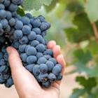 What Sets Mission Produce Apart? A Look at Its Global Farming Edge