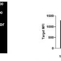 Actinium Highlights Expanded Data Set for ATNM-400 in Prostate Cancer Demonstrating Superior Efficacy to Enzalutamide and Ability to Overcome Resistance to ARPI Therapy and PSMA-Ac-225/Lu-177 Labelled Radiotherapy at the Society of Nuclear Medicine & Molecular Imaging Annual Meeting