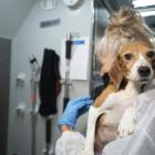 Company that bred beagles for research pleads guilty to neglect, ordered to pay record $35M fine