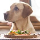 Freshpet, Inc. (FRPT): A Bull Case Theory