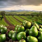 Is Calavo Growers (CVGW): Among the Best Food Stocks to Buy Under $30