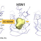 COCP: Phase 2a Trial of CC-42344 Extended…