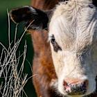 Mooove Over, Magnificent Seven. It’s Time to Invest in COW.