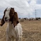 They're Baaaa-ck: SDGE Deploys 300 Goats in San Diego, Launches Instagram to Spotlight Wildfire Prevention Measures