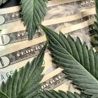 How cannabis stocks can win big with new policy changes