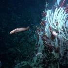 Worms and snails handle the pressure 2,500m below the Pacific surface