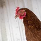 Chicken Supply in US Seen Growing at Faster-Than-Expected Pace