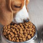 IFF Expands Pet Portfolio with Latest Science-driven Solutions