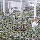 Aurora Cannabis Stock Falls as Canadian Producer Expects International Sales to Decline