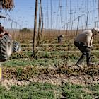 US farm economy is starting to see first hits from Trump tariffs