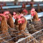 Tyson Foods to sell US poultry complex to House of Raeford Farms