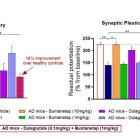 Annovis’ Lead Compound Enhances Cognition Synergistically with GLP-1 Agonist