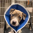 Elanco's Breakthrough Treatment for Deadly Canine Parvovirus Has Saved Thousands of Puppies, Reaffirms Commitment to Increasing the Availability of Canine Parvovirus Monoclonal Antibody for Second Annual National Parvo Awareness Day