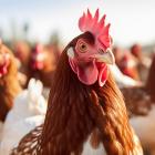 Why Vital Farms, Inc. (VITL) is Among the Best Agriculture Stocks to Buy Right Now