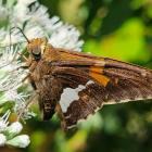 A Perfect Time to GroMoreGood Through Parks for Pollinators BioBlitz