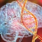 Qiagen and Lilly team up for Alzheimer’s genotype test