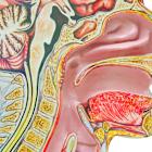ASCO 2025: Merus wins in head-to-head with Bicara for head and neck cancer