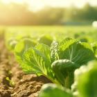 Why Dingdong (Cayman) Limited (DDL) is Among the Best Grocery Stocks to Buy for Recession Resistant Investing