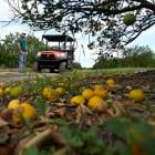 Major Florida grower to end citrus operations after years of hurricanes and tree disease