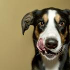 UBS Says Future Estimates for Freshpet, Inc. (FRPT) Are Too High