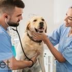 Synchrony Continues Commitment to Supporting Independent Veterinary Practices Through Partnership with PSIvet