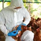 HHS cancels $766m bird flu vaccine contract with Moderna