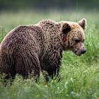 Why Wall Street's biggest bear still expects a recession and much lower stock prices