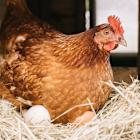 Chickens are becoming 3rd most popular pet: Tractor Supply CEO